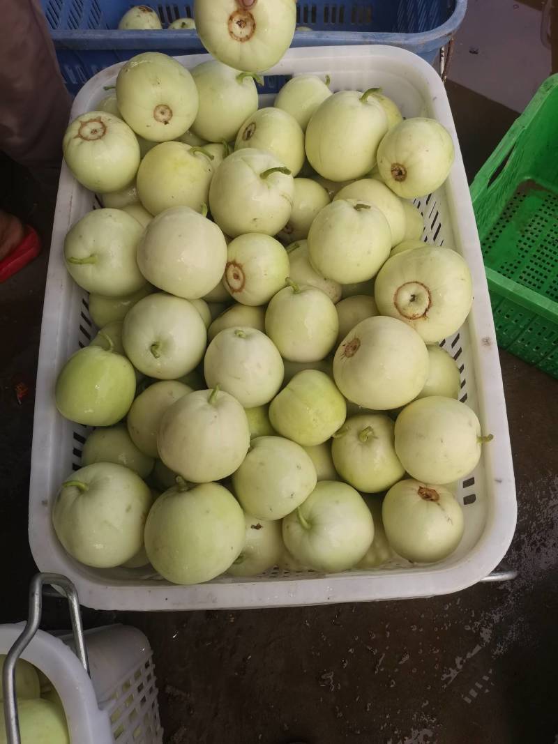 湖北白皮甜宝甜瓜大量上市中，口感甜，价格美丽