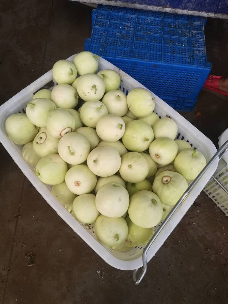 湖北白皮甜宝甜瓜大量上市中，口感甜，价格美丽