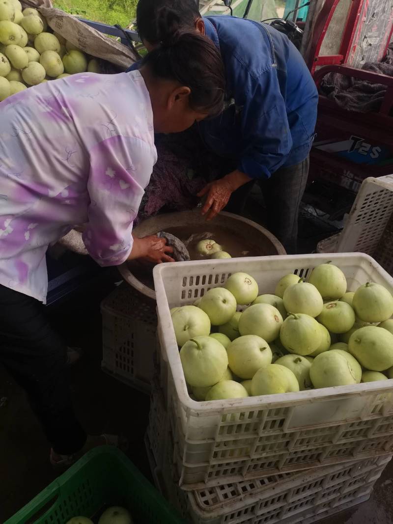 湖北白皮甜宝甜瓜大量上市中，口感甜，价格美丽