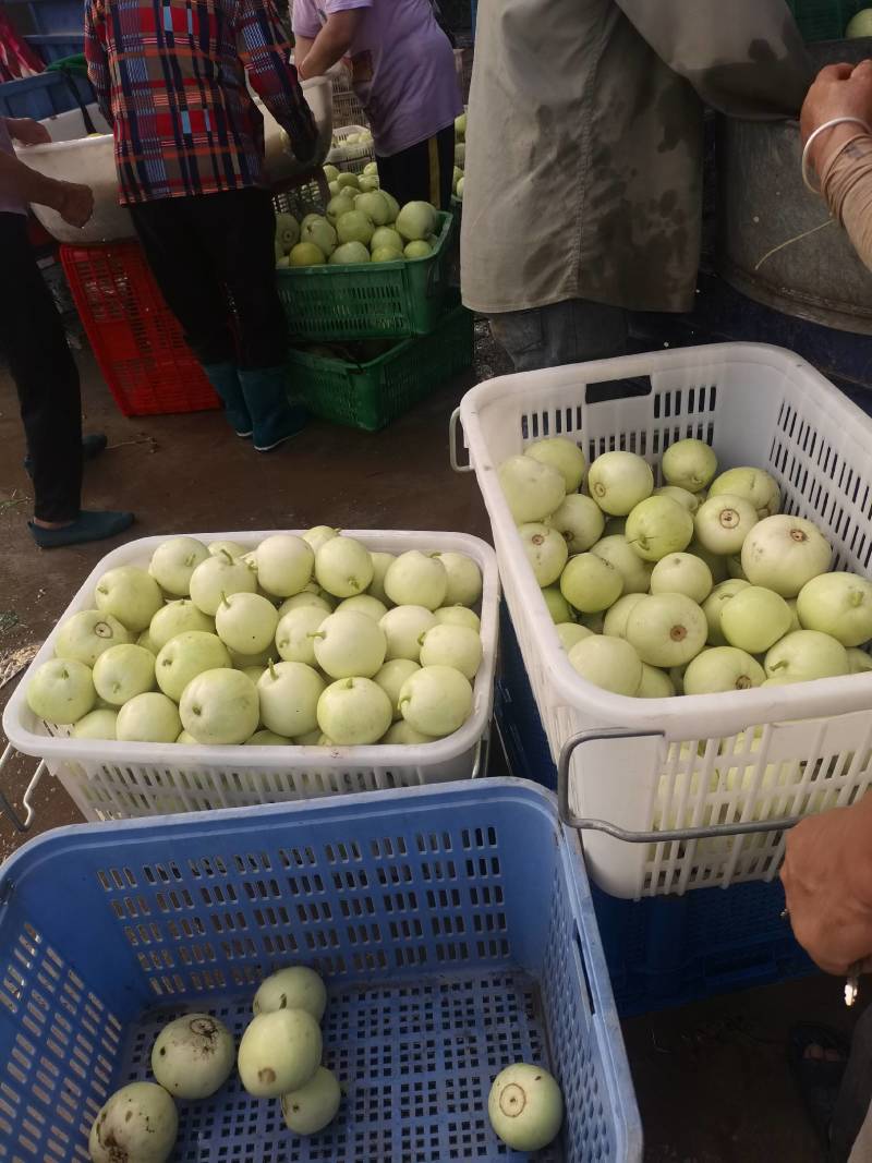 湖北白皮甜宝甜瓜大量上市中，口感甜，价格美丽