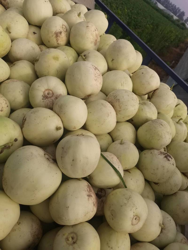 湖北白皮甜宝甜瓜大量上市中，口感甜，价格美丽