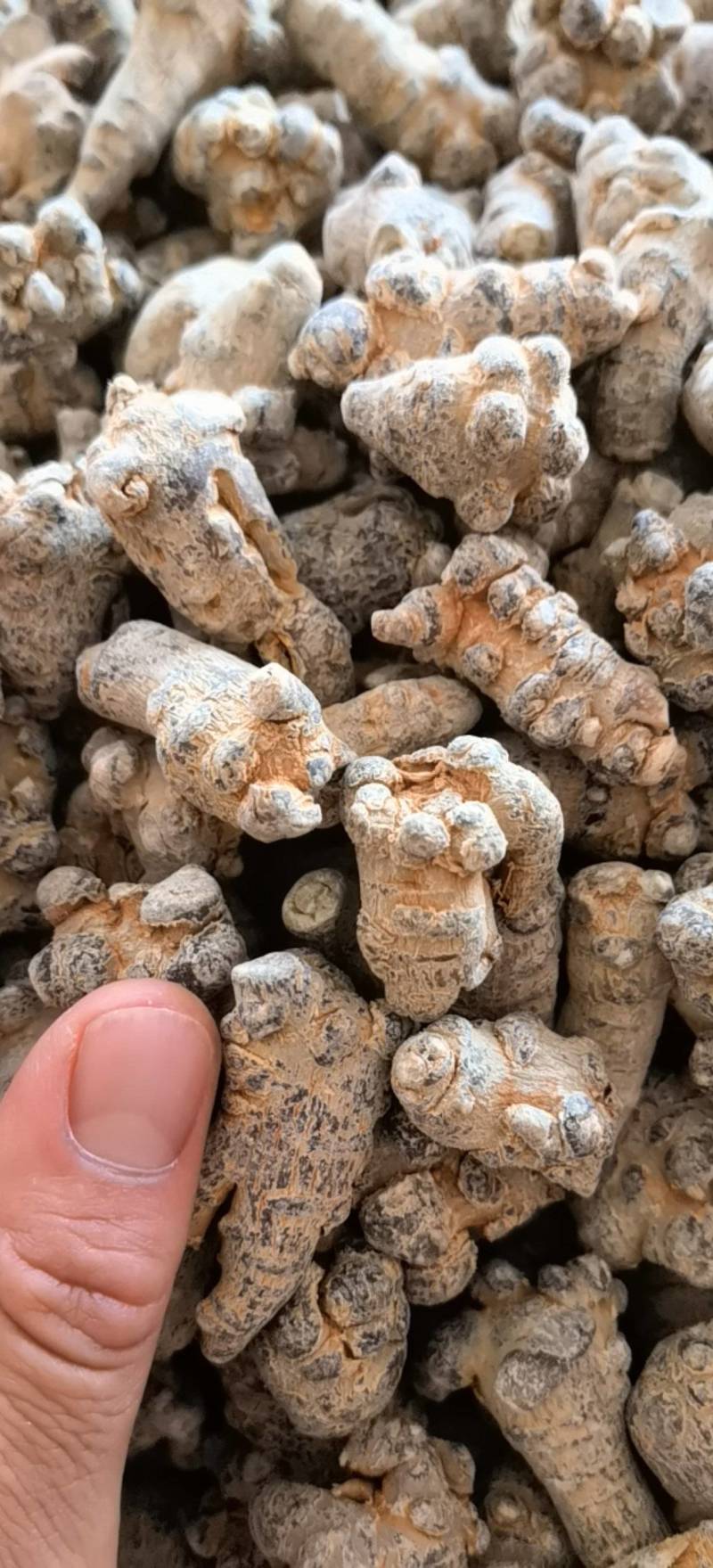 三七60头三七水洗可打粉关书药业批发中药材