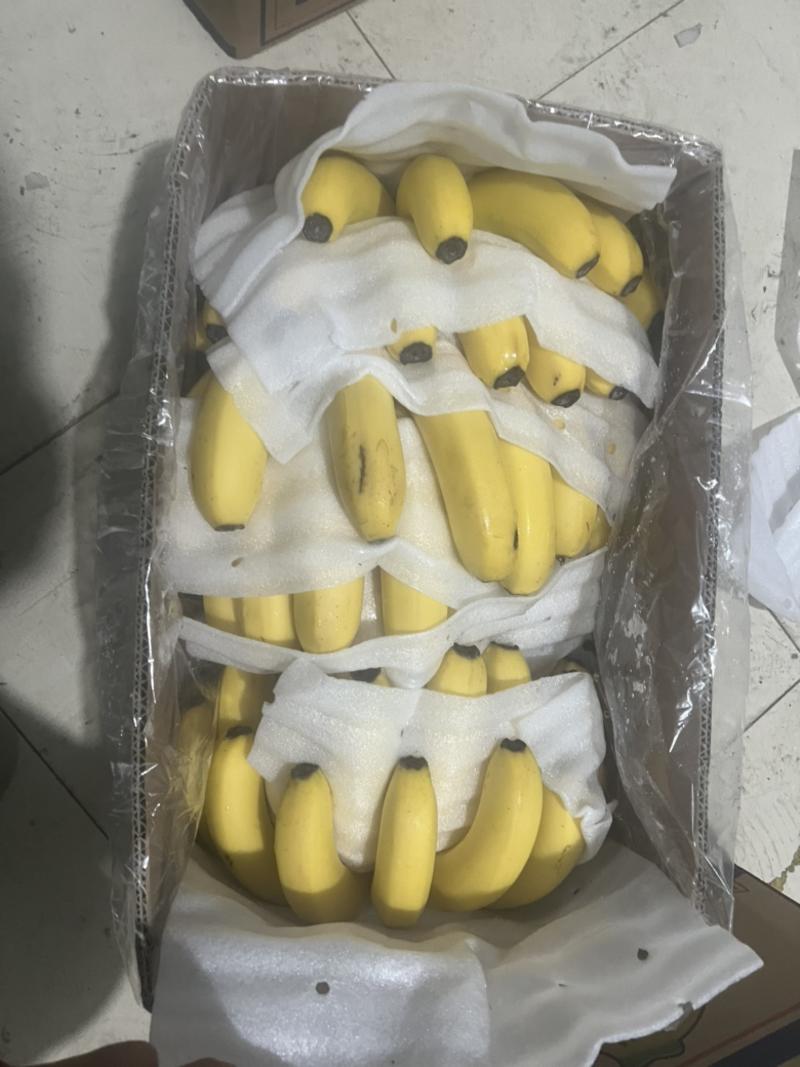 国产香蕉海南芝麻蕉水果店超市上海大量现货佳农都乐大量现货