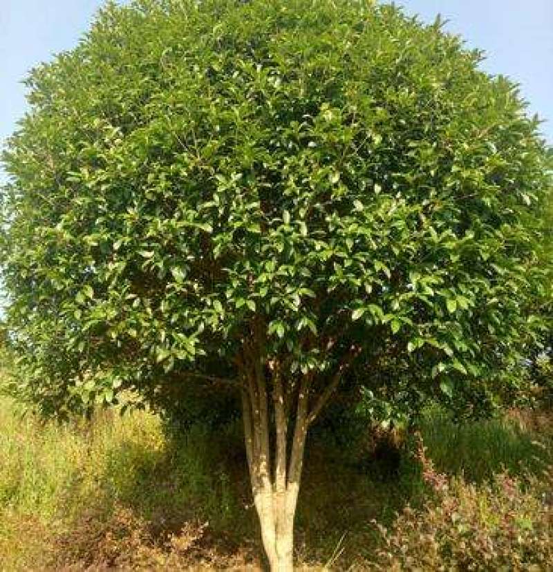 出售茶花和桂花以及苗