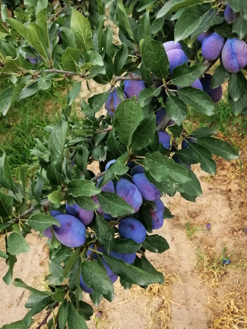 陕西大荔西梅，女神李大量供应