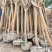 拆迁赔偿占地紫薇，3-16公分大量基地直发，
