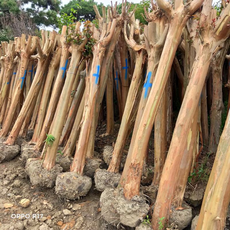 拆迁赔偿占地紫薇，3-16公分大量基地直发，