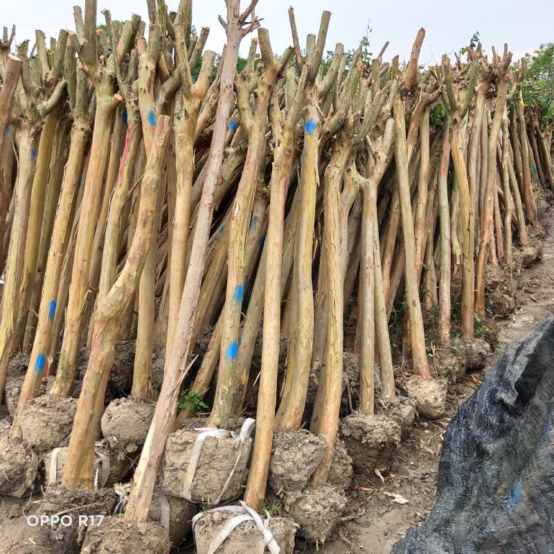 拆迁赔偿占地紫薇，3-16公分大量基地直发，