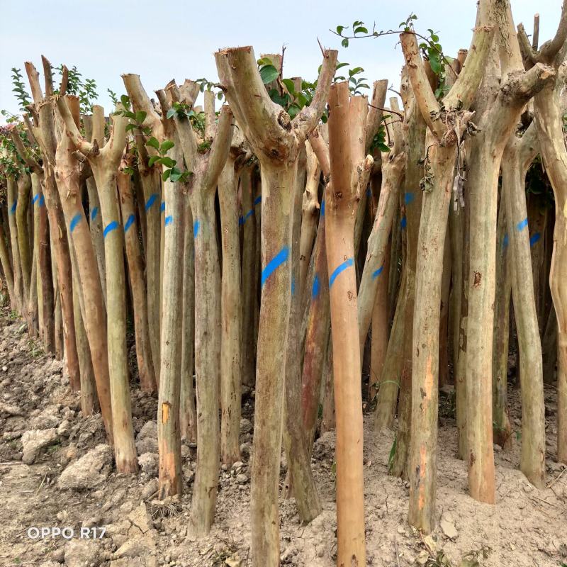 拆迁赔偿占地紫薇，3-16公分大量基地直发，