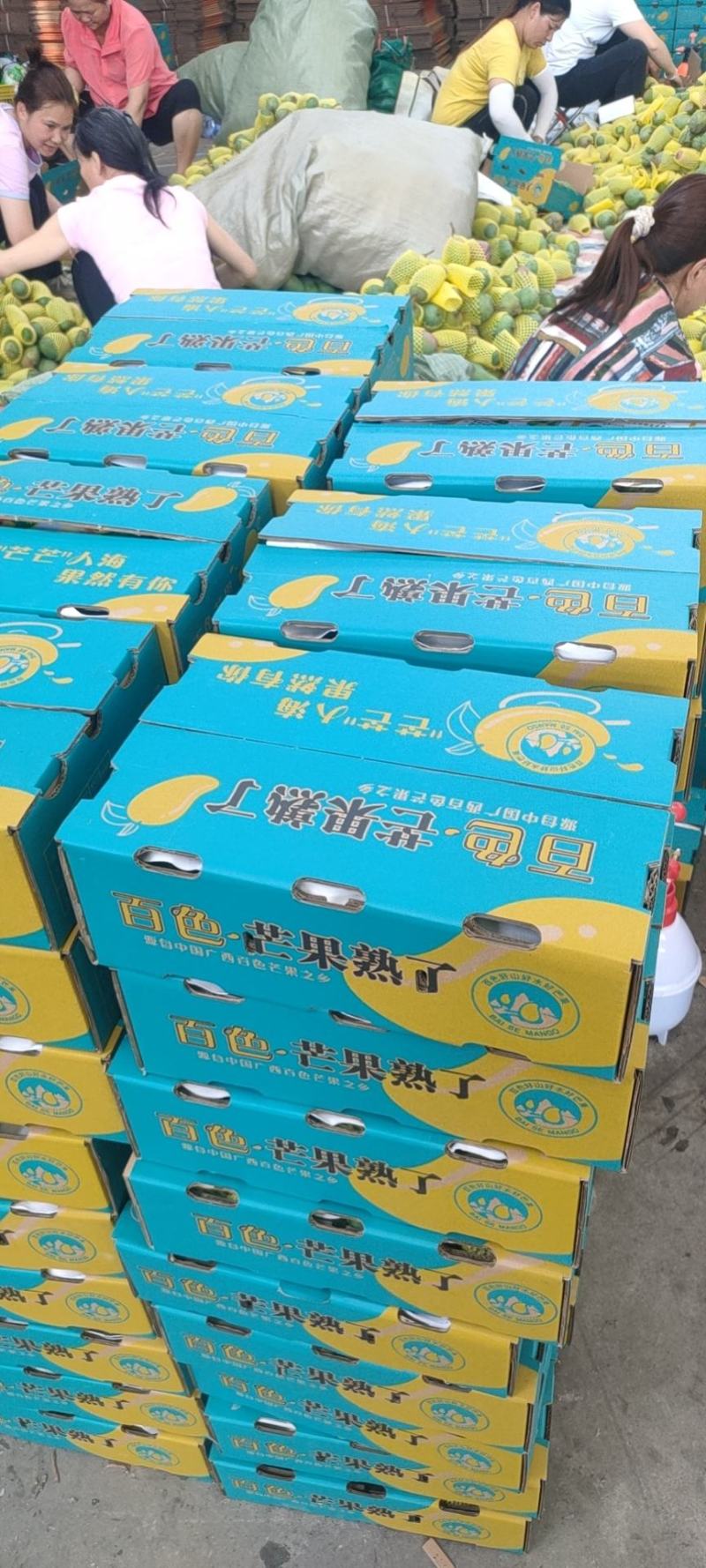 金煌芒果供落地配商超批发商社区团购工厂加工