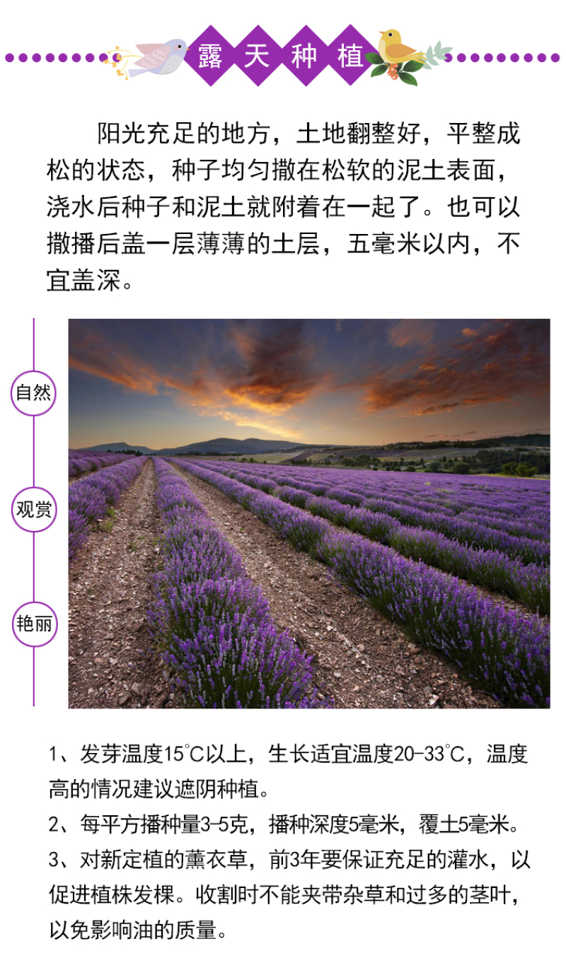 薰衣草种子四季开花易活普罗旺斯花种花海绿化草花种子