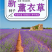 薰衣草种子四季开花易活普罗旺斯花种花海绿化草花种子