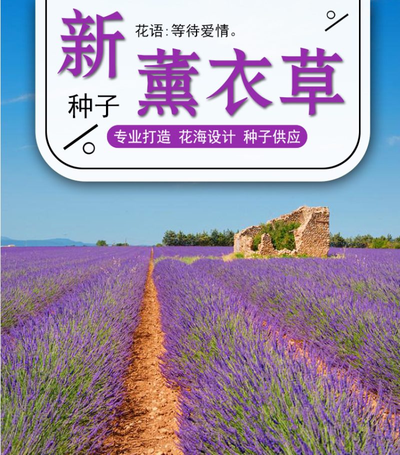 薰衣草种子四季开花易活普罗旺斯花种花海绿化草花种子