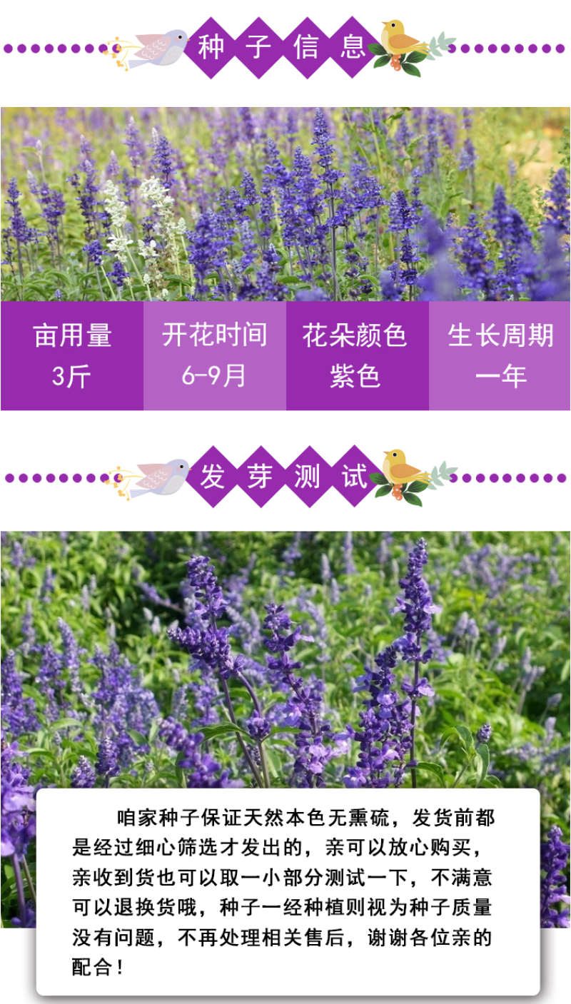 薰衣草种子四季开花易活普罗旺斯花种花海绿化草花种子