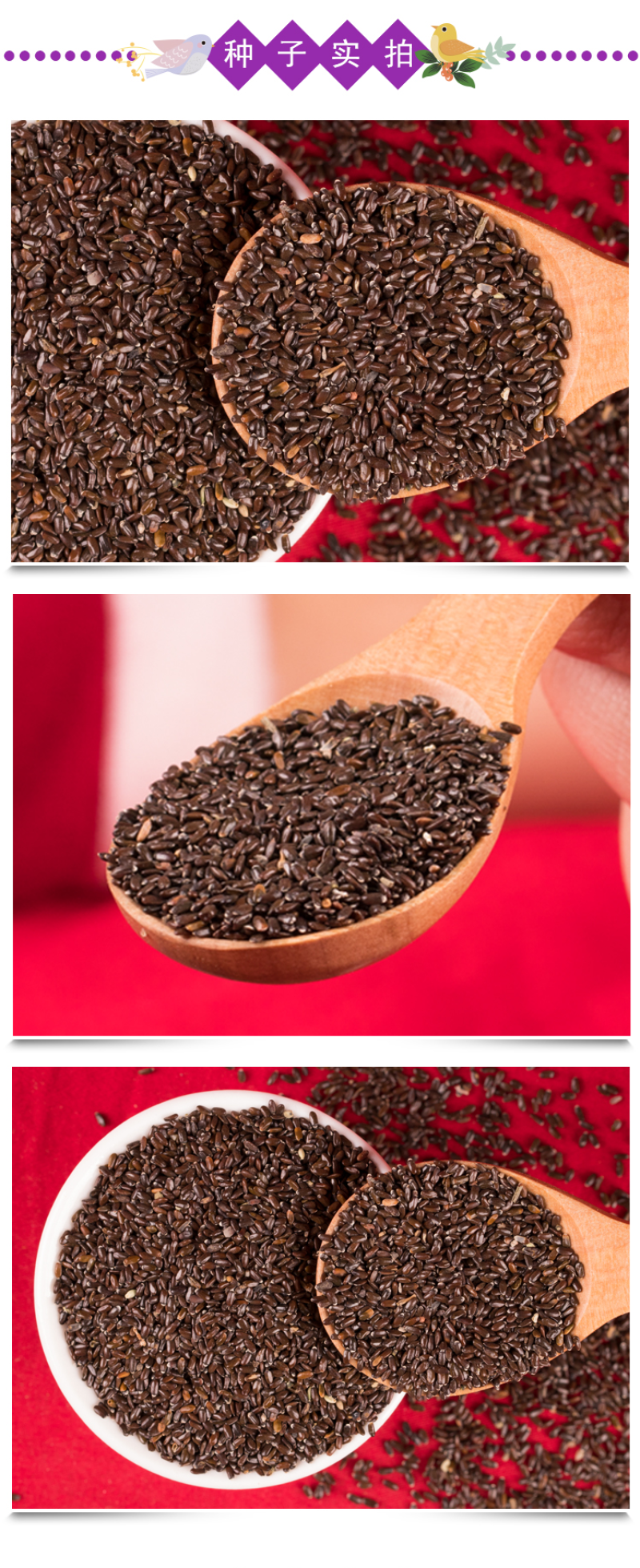 薰衣草种子四季开花易活普罗旺斯花种花海绿化草花种子