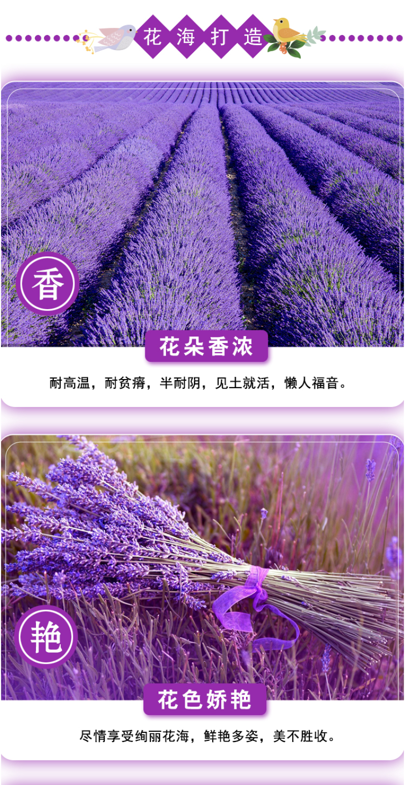 薰衣草种子四季开花易活普罗旺斯花种花海绿化草花种子