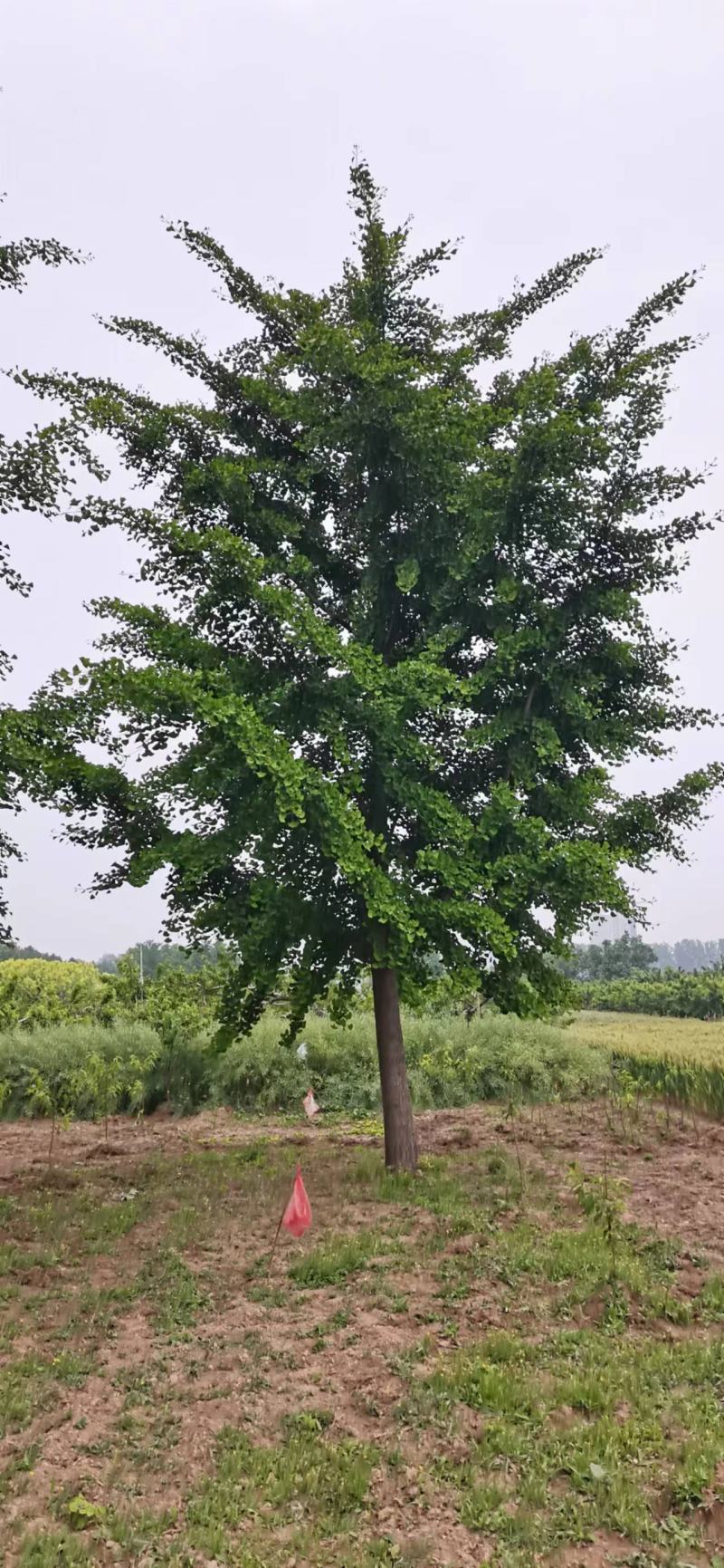 银杏树