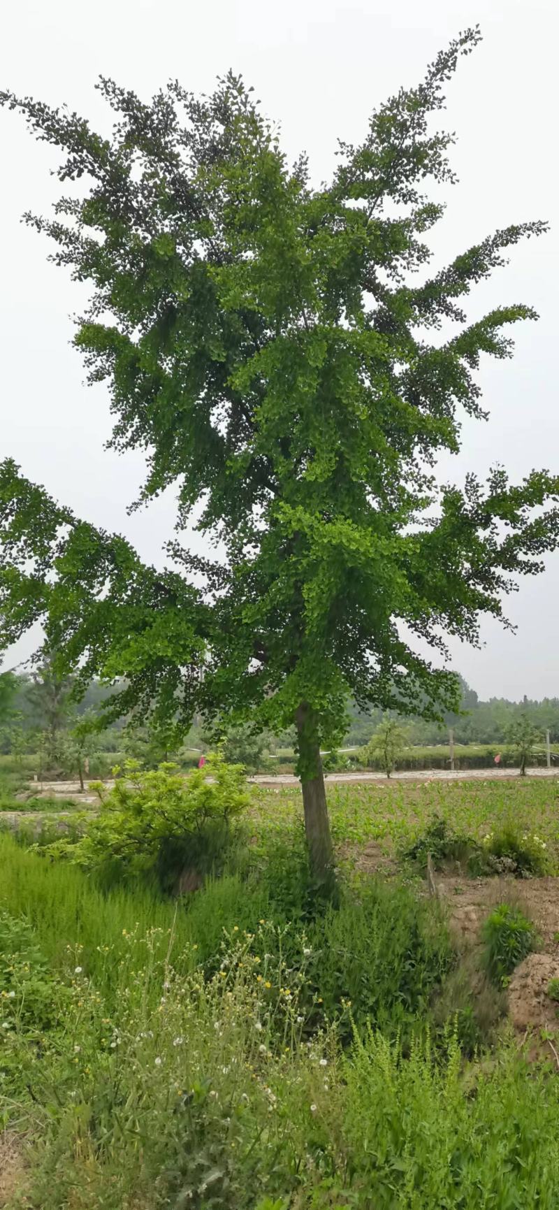 银杏树