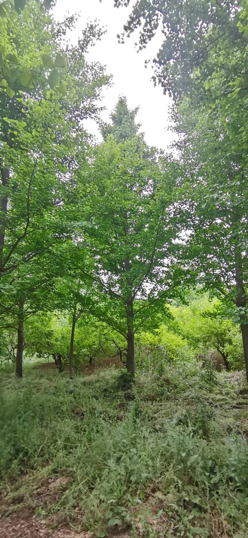 银杏树