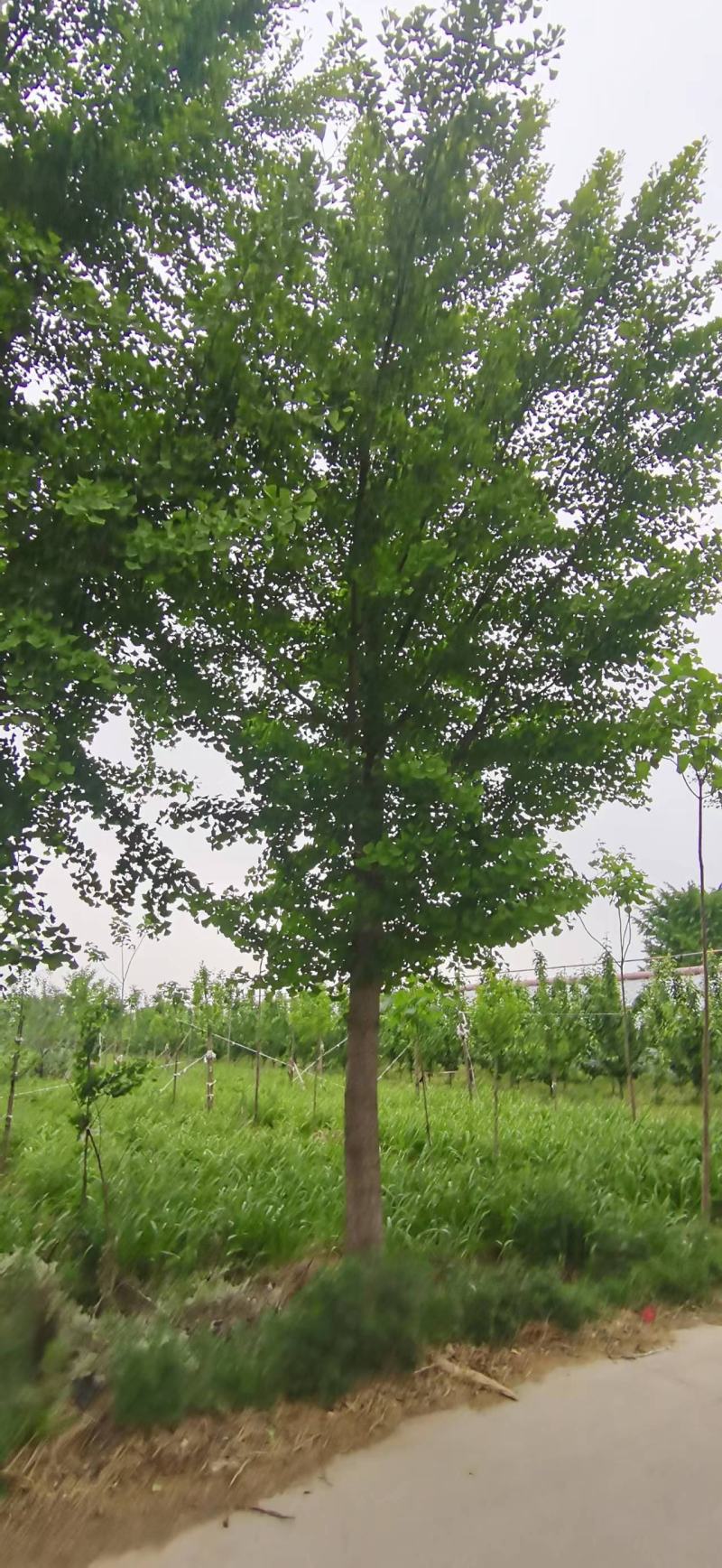 银杏树