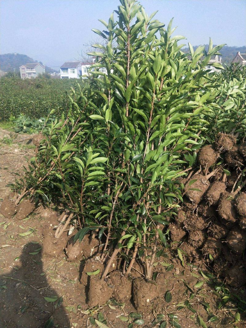 法国冬青树苗篱笆苗四季常青庭院绿化苗木大叶冬青苗珊瑚树