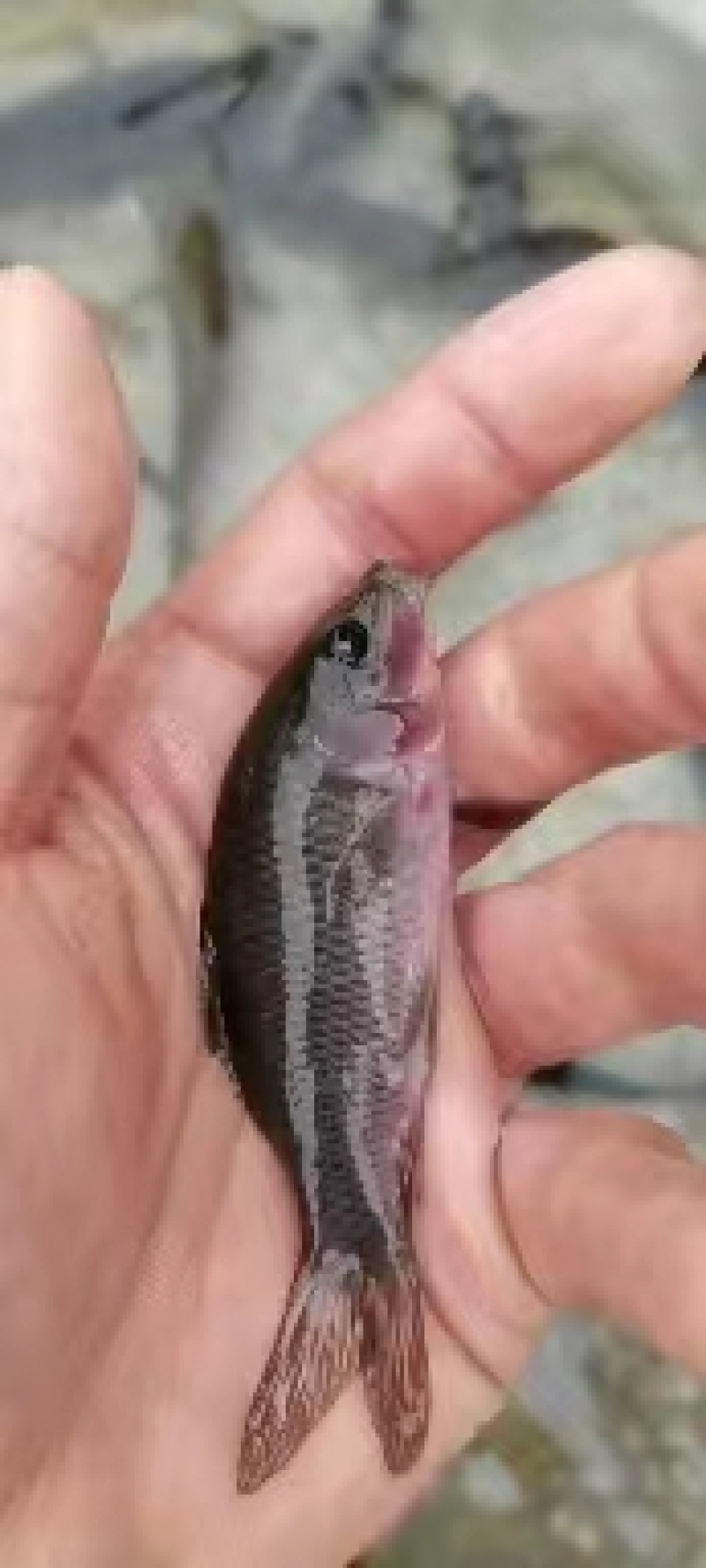 长期供应良种杂交禾花鱼苗。
