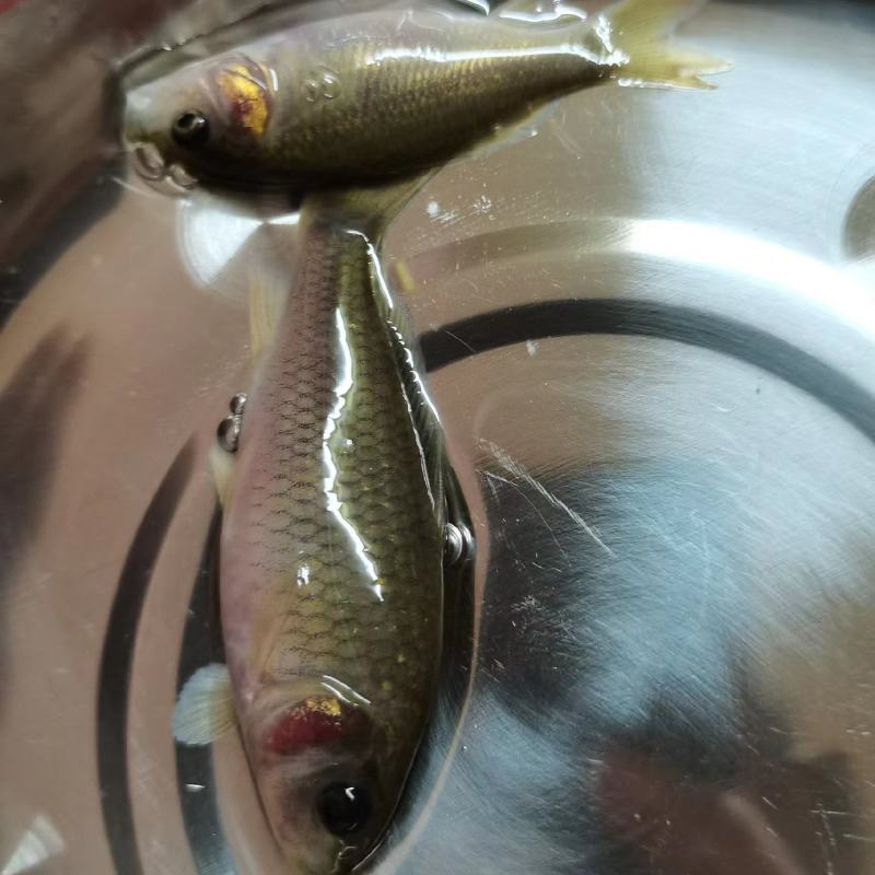 长期供应良种杂交禾花鱼苗。