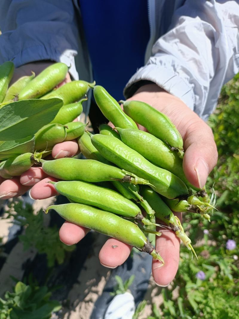 青碗豆大量上市，有需要的客户联系。