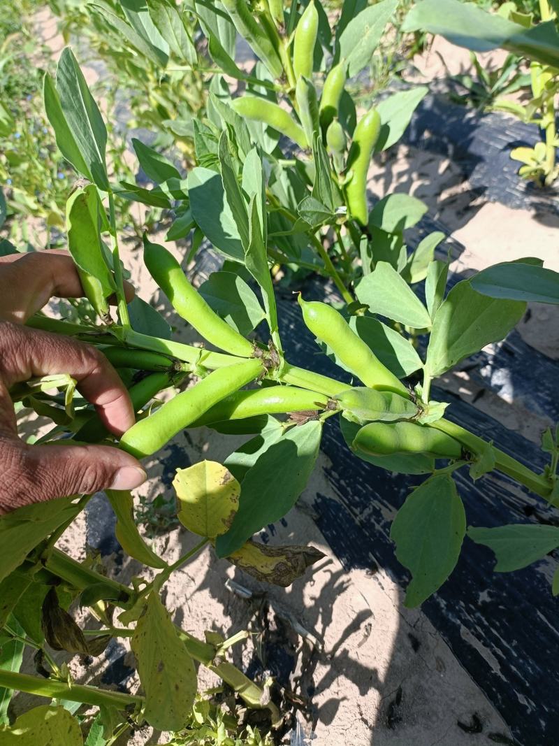 青碗豆大量上市，有需要的客户联系。