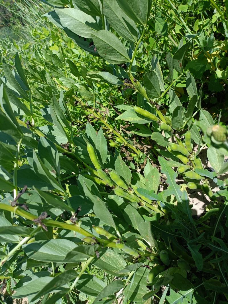 青碗豆大量上市，有需要的客户联系。