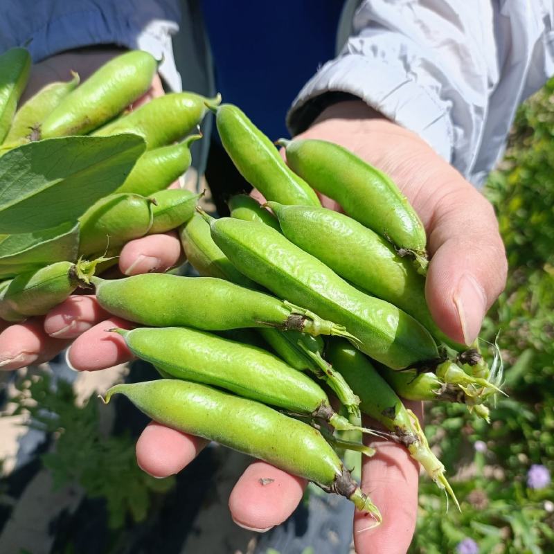 青碗豆大量上市，有需要的客户联系。