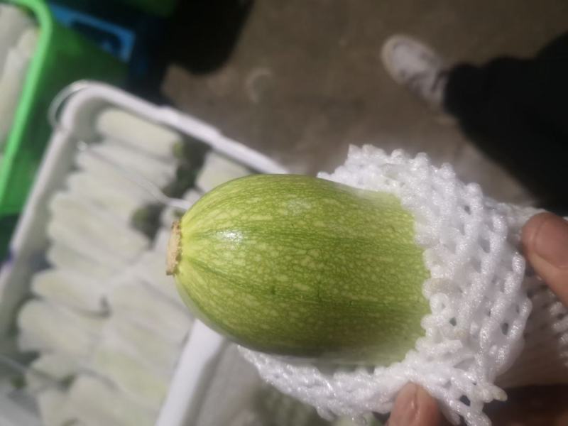 甘肃菜瓜西葫芦定西精品西葫芦新鲜直采现发实力代办发全国