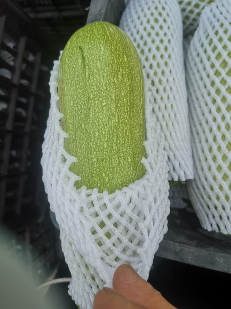 甘肃菜瓜西葫芦定西精品西葫芦新鲜直采现发实力代办发全国