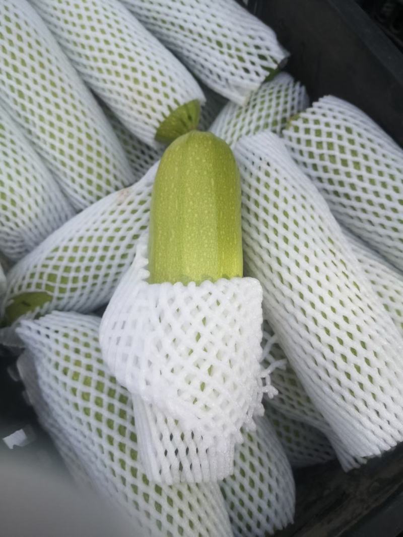 甘肃菜瓜西葫芦定西精品西葫芦新鲜直采现发实力代办发全国