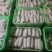 甘肃菜瓜西葫芦定西精品西葫芦新鲜直采现发实力代办发全国