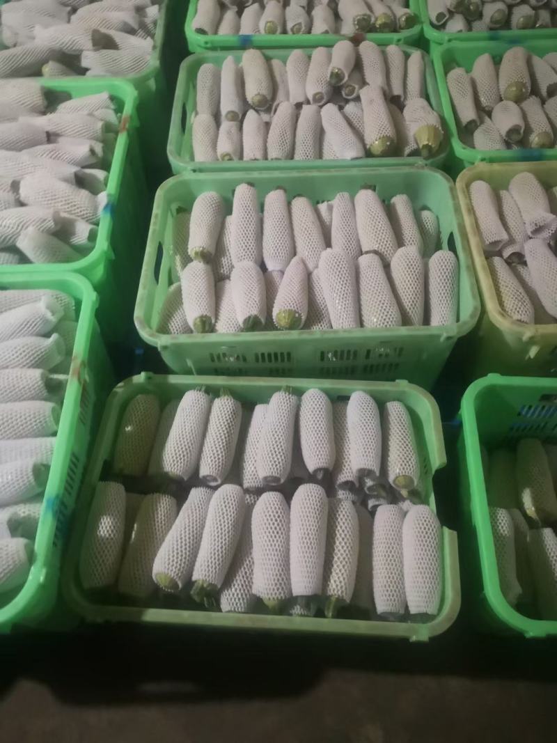 甘肃菜瓜西葫芦定西精品西葫芦新鲜直采现发实力代办发全国