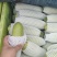 甘肃菜瓜西葫芦定西精品西葫芦新鲜直采现发实力代办发全国