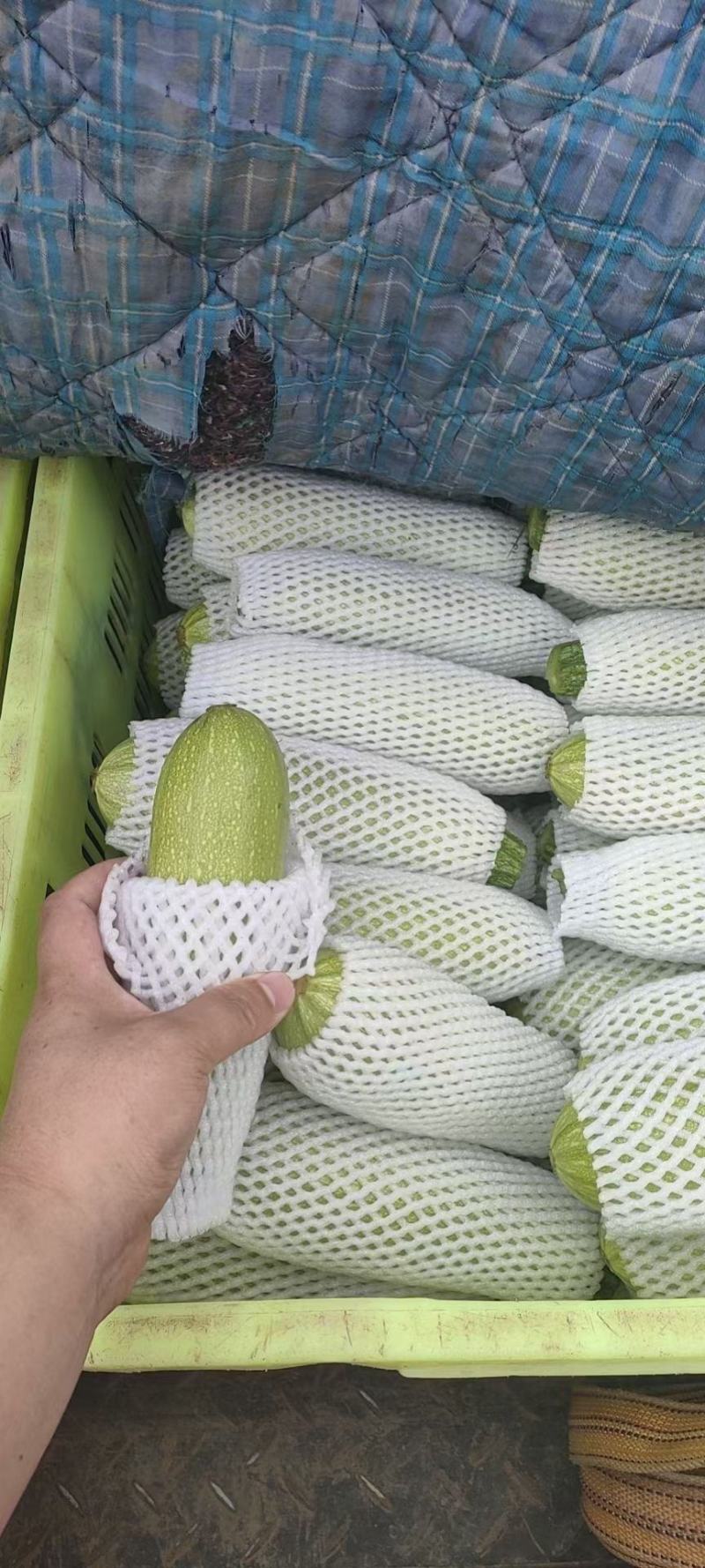 甘肃菜瓜西葫芦定西精品西葫芦新鲜直采现发实力代办发全国