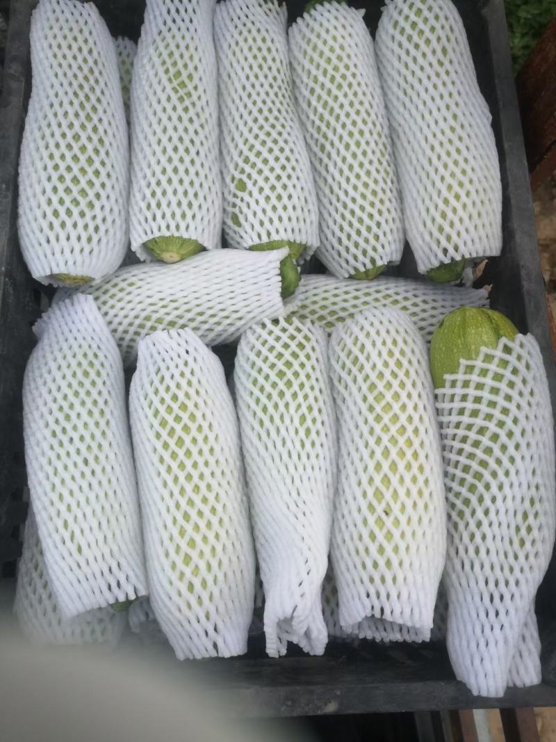 甘肃菜瓜西葫芦定西精品西葫芦新鲜直采现发实力代办发全国