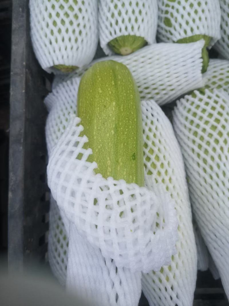 甘肃菜瓜西葫芦定西精品西葫芦新鲜直采现发实力代办发全国