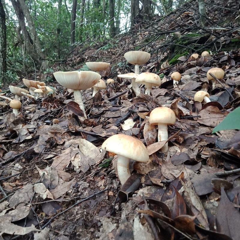 野生菌来自长寿之乡铜鼓县原始森林的野生菌类己晒干的干货