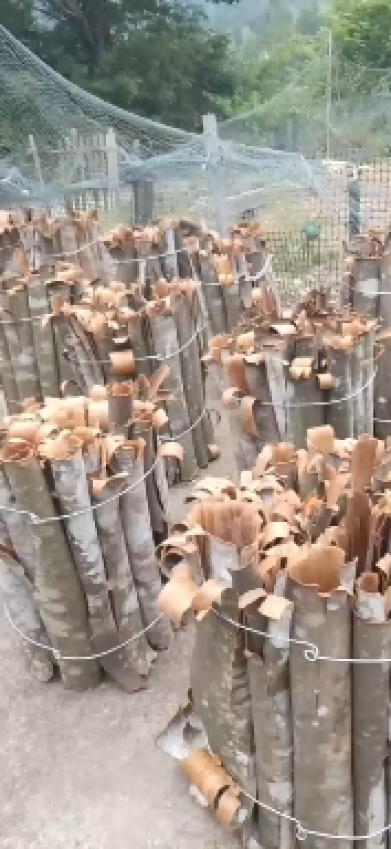 野山桂皮（香桂）做香料，药材两用，纯野生的薄皮香桂皮！