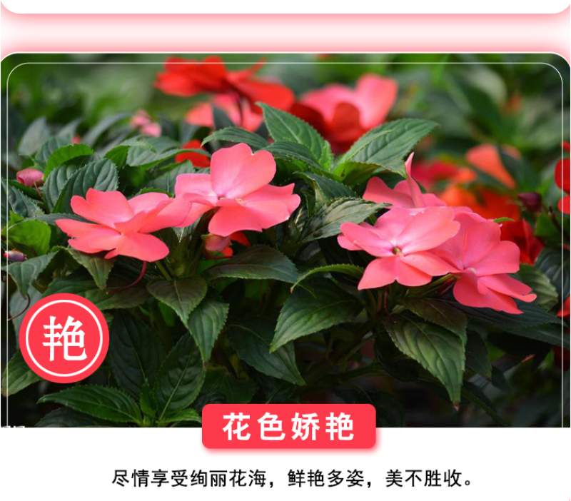 重瓣凤仙花种籽室外花种籽子四季播种开花指甲花籽盆栽庭院花