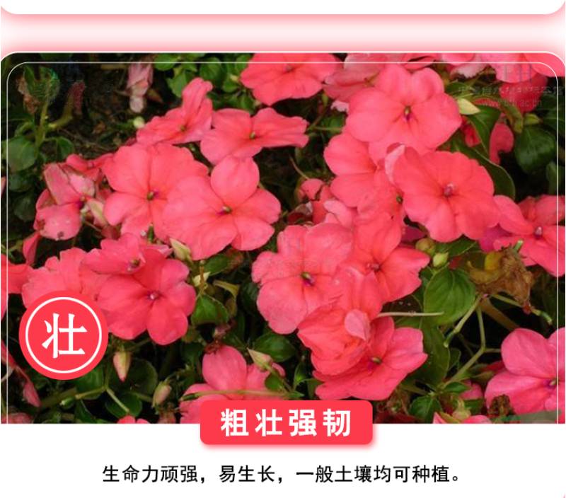 重瓣凤仙花种籽室外花种籽子四季播种开花指甲花籽盆栽庭院花