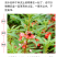 重瓣凤仙花种籽室外花种籽子四季播种开花指甲花籽盆栽庭院花