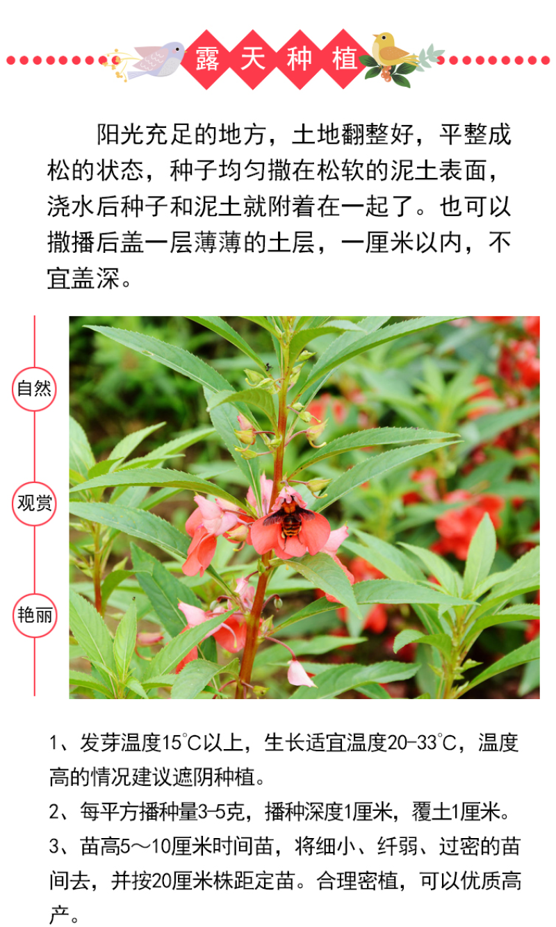 重瓣凤仙花种籽室外花种籽子四季播种开花指甲花籽盆栽庭院花