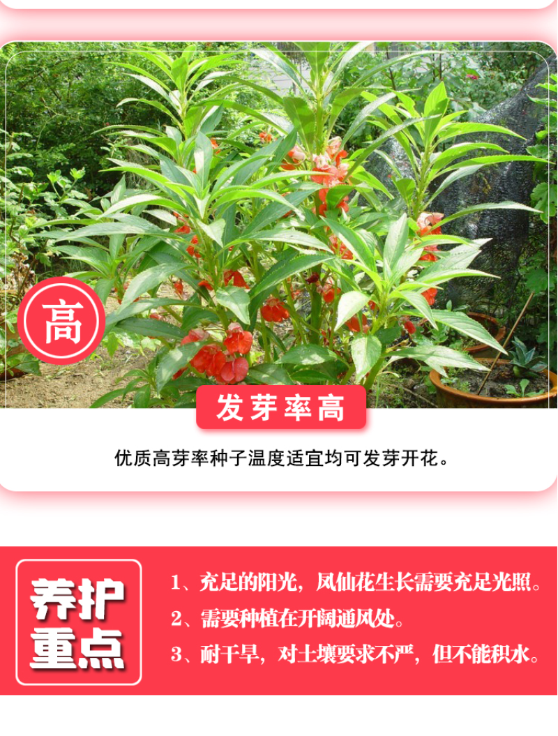重瓣凤仙花种籽室外花种籽子四季播种开花指甲花籽盆栽庭院花