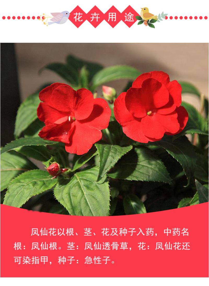 重瓣凤仙花种籽室外花种籽子四季播种开花指甲花籽盆栽庭院花