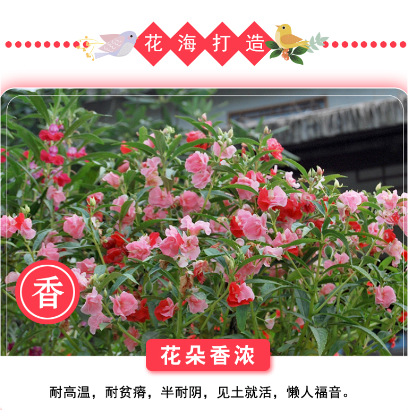 重瓣凤仙花种籽室外花种籽子四季播种开花指甲花籽盆栽庭院花