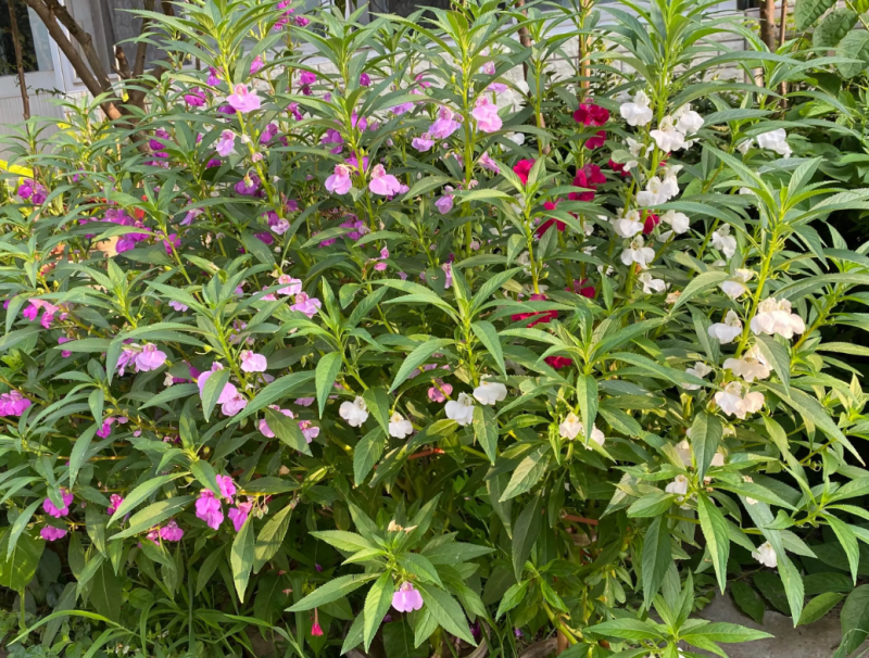 重瓣凤仙花种籽室外花种籽子四季播种开花指甲花籽盆栽庭院花